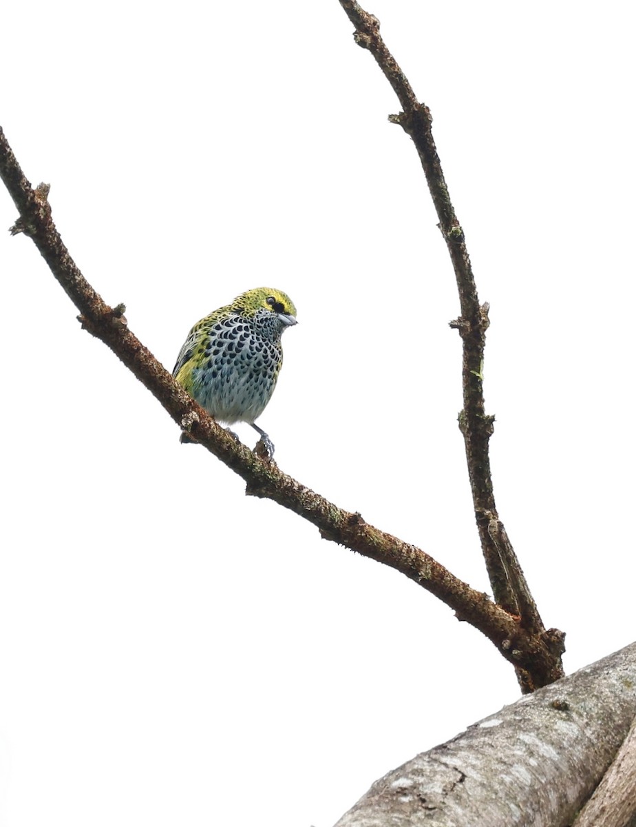 Крапчатая танагра - ML645988658