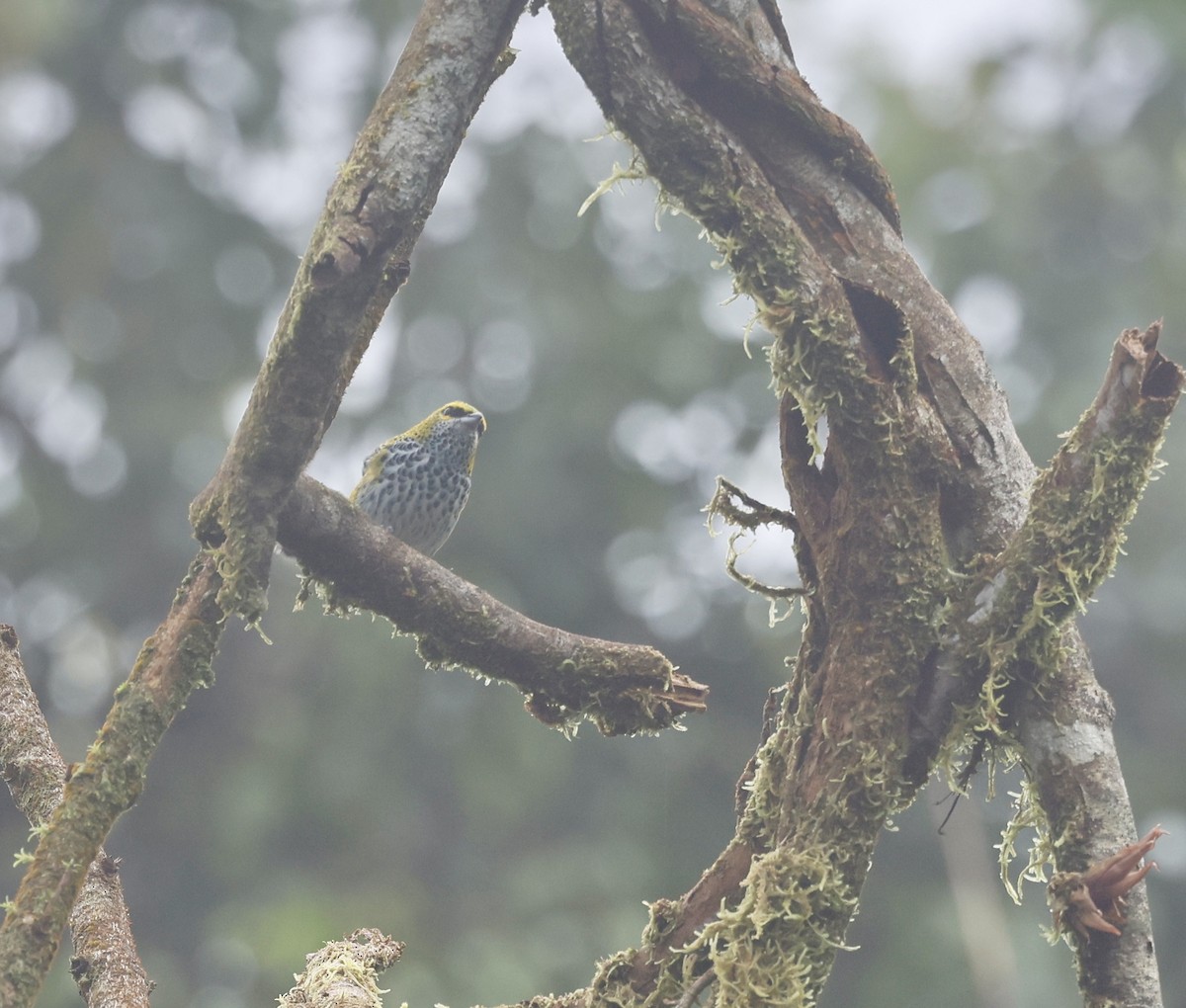 Крапчатая танагра - ML645988659