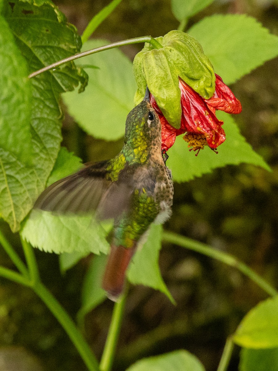 Изумрудный металлохвост - ML645988663