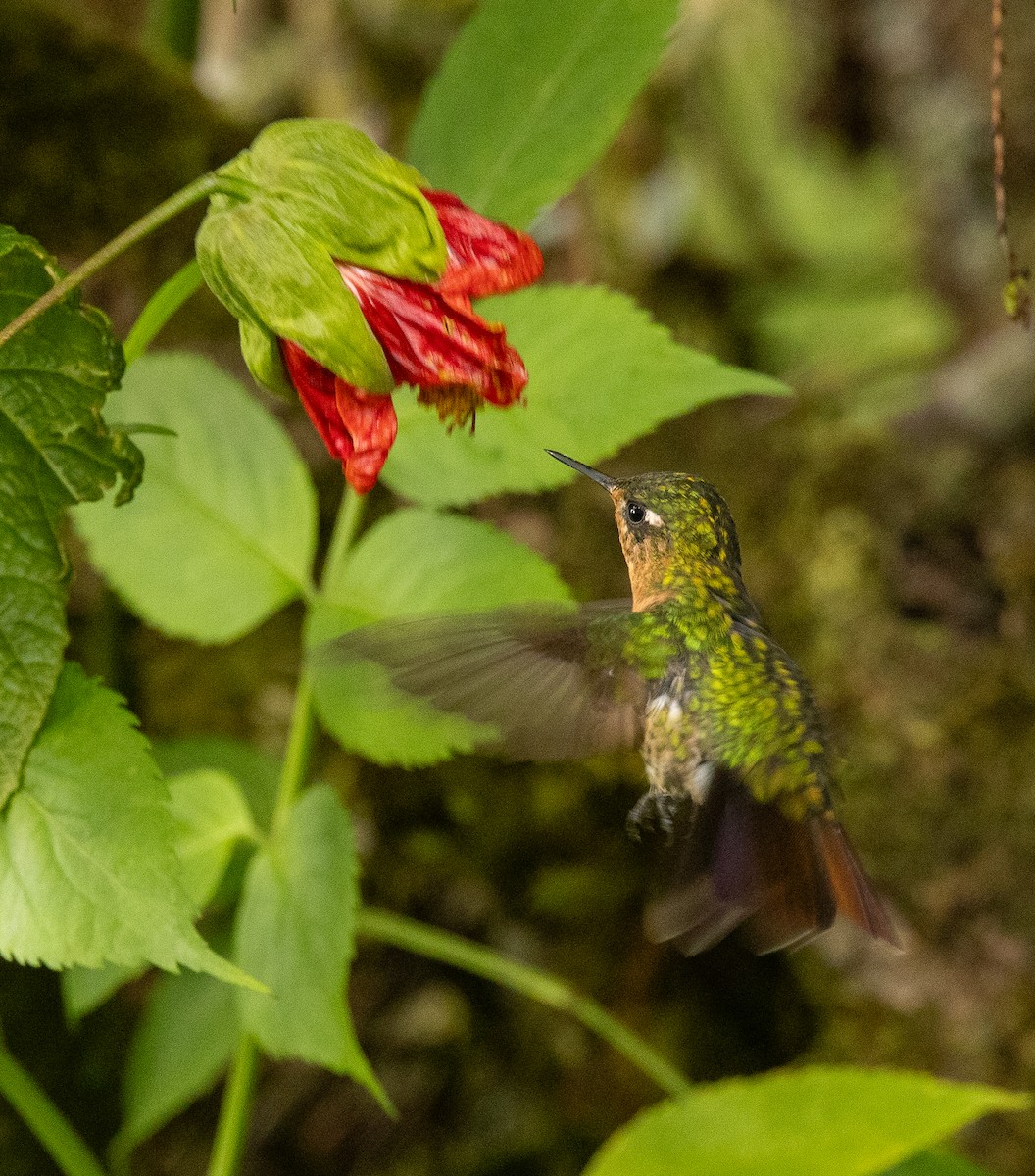 Изумрудный металлохвост - ML645988664