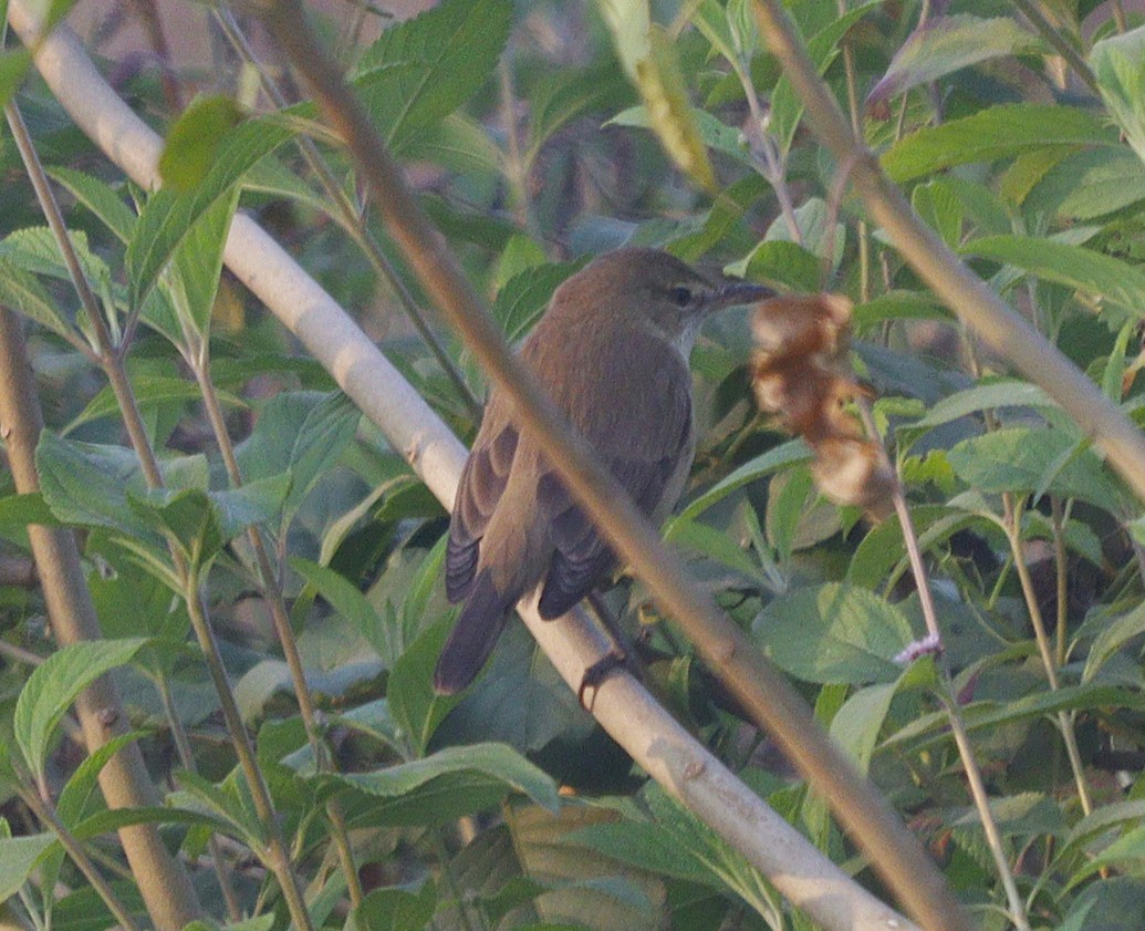 Садовая камышевка - ML645988666