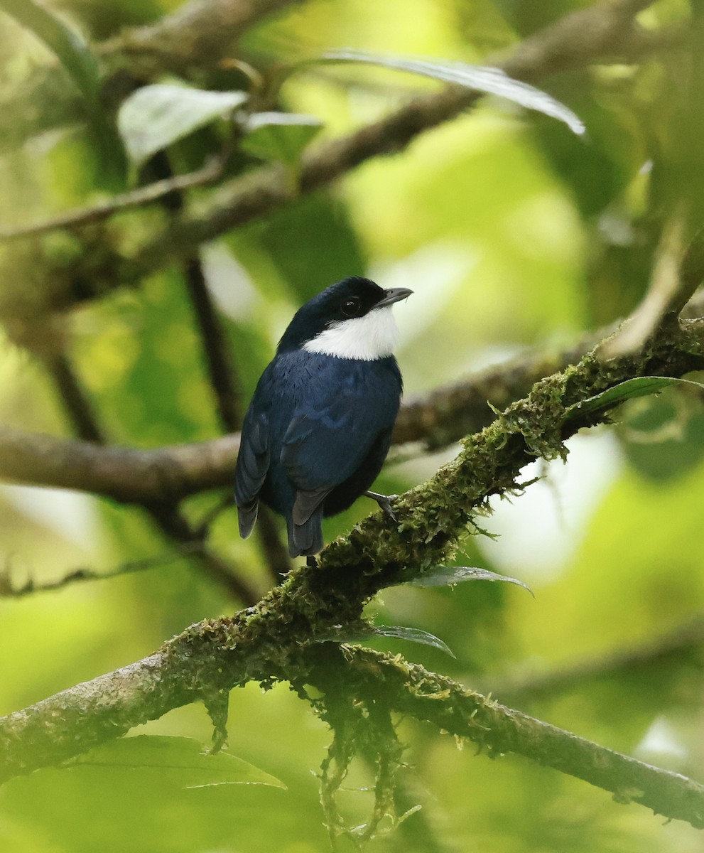 Белогорлый манакин - ML645988668