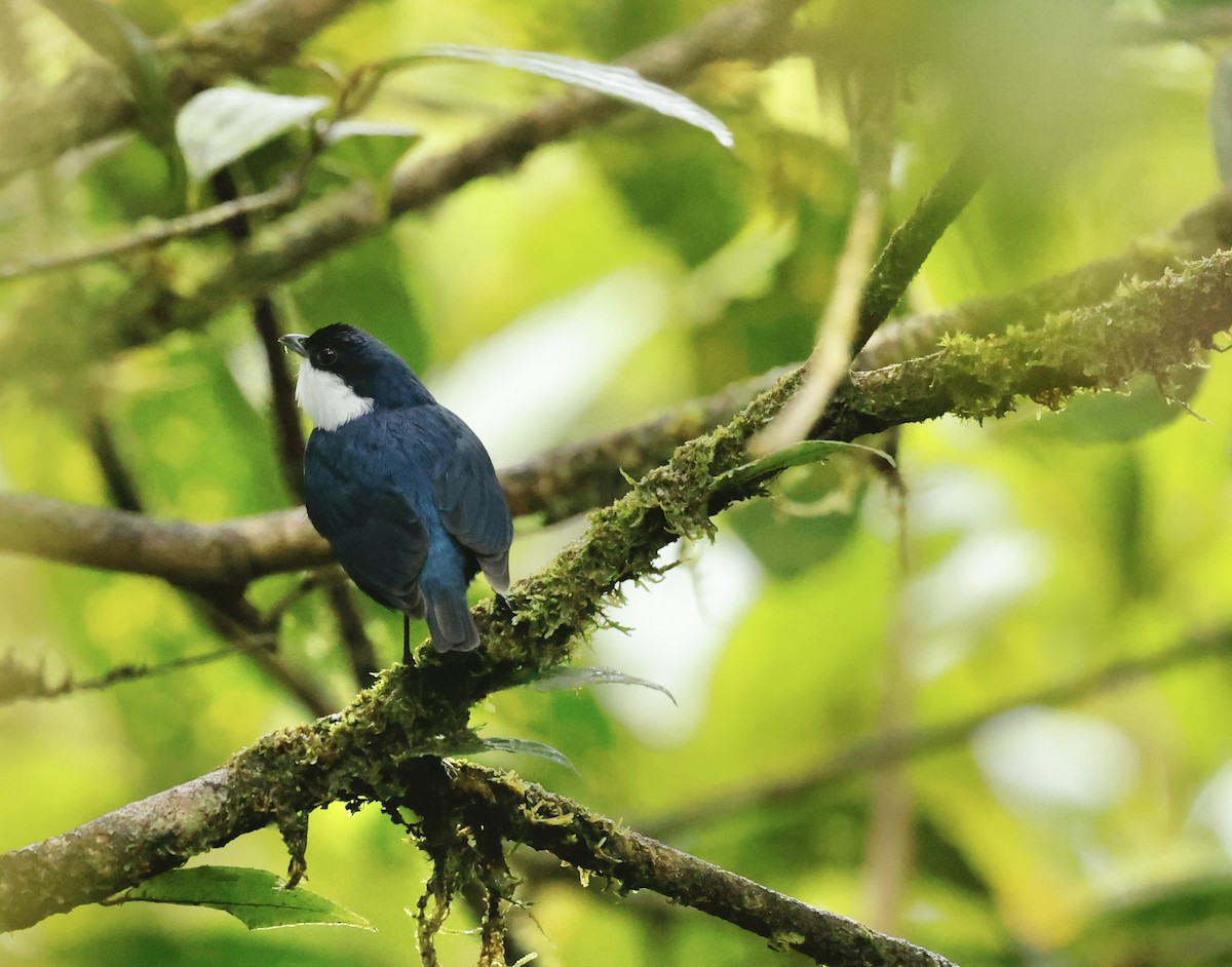 Белогорлый манакин - ML645988669