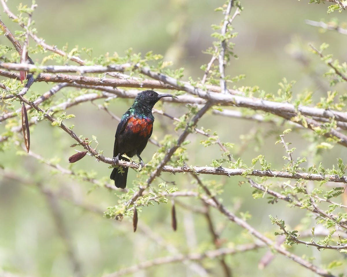 Блестящая нектарница - ML645988672