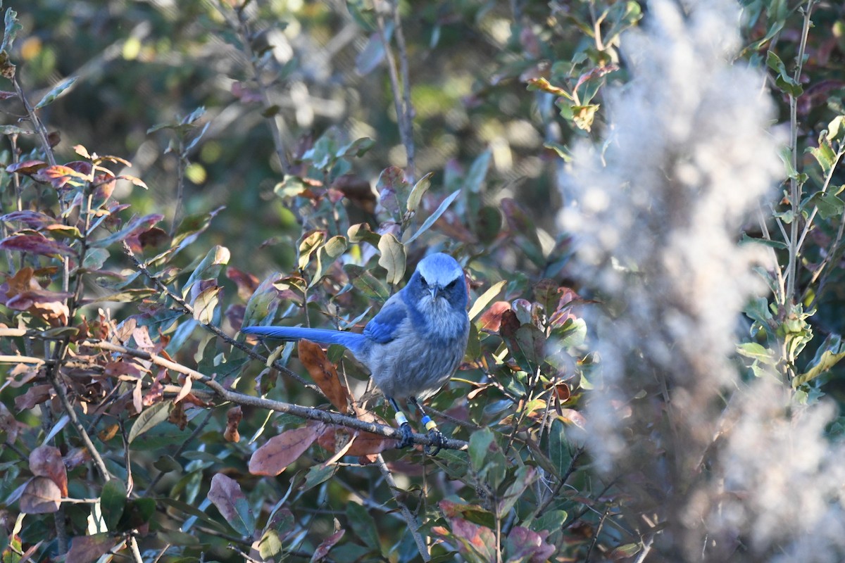 Florida Scrub-Jay - ML645988673