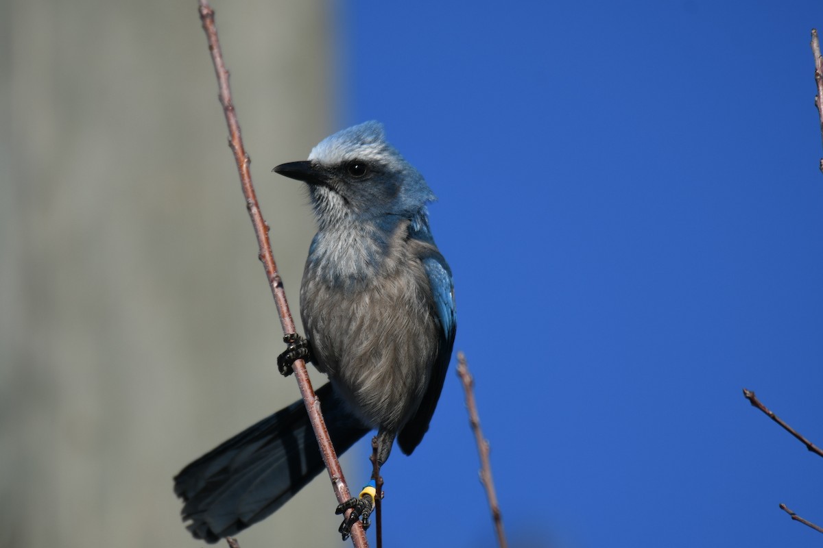 Флоридская сойка - ML645988674