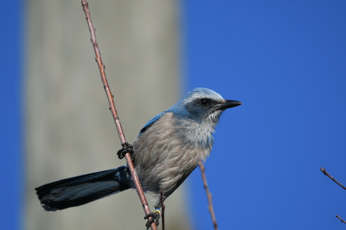 Florida Scrub-Jay - ML645988675