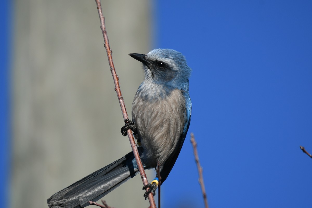 Florida Scrub-Jay - ML645988676