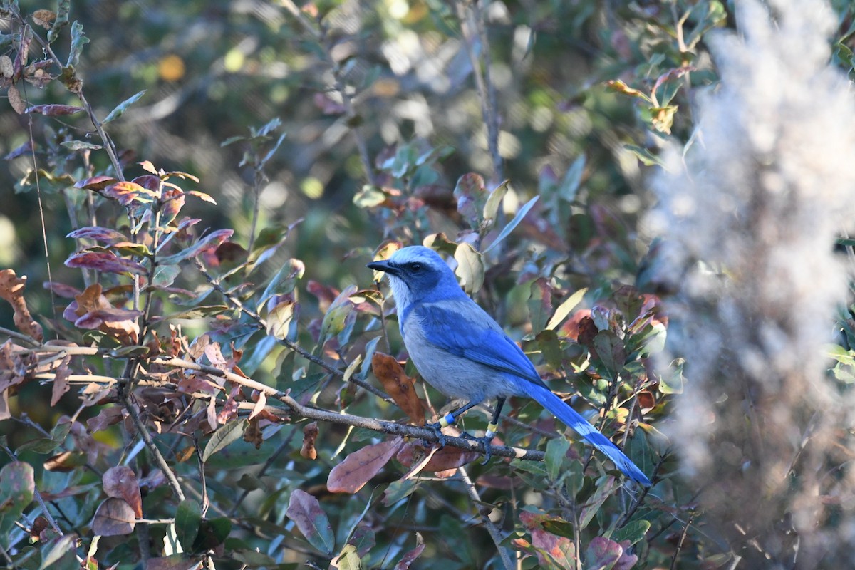 Florida Scrub-Jay - ML645988677