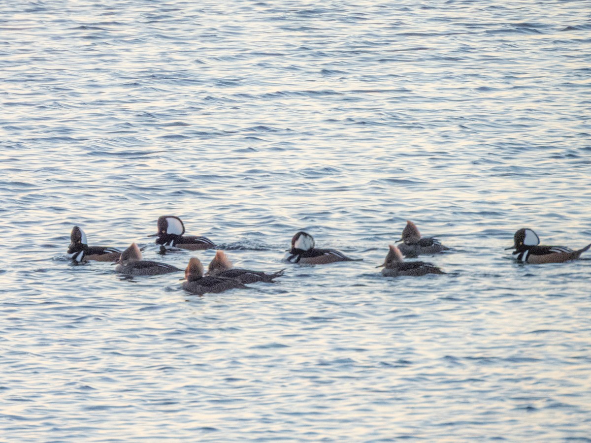 Hooded Merganser - ML645988678