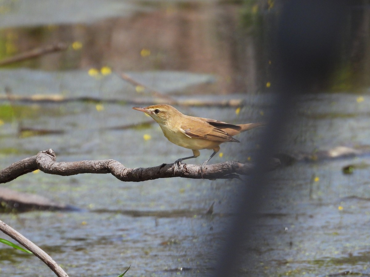 Oriental Reed Warbler - ML645988679