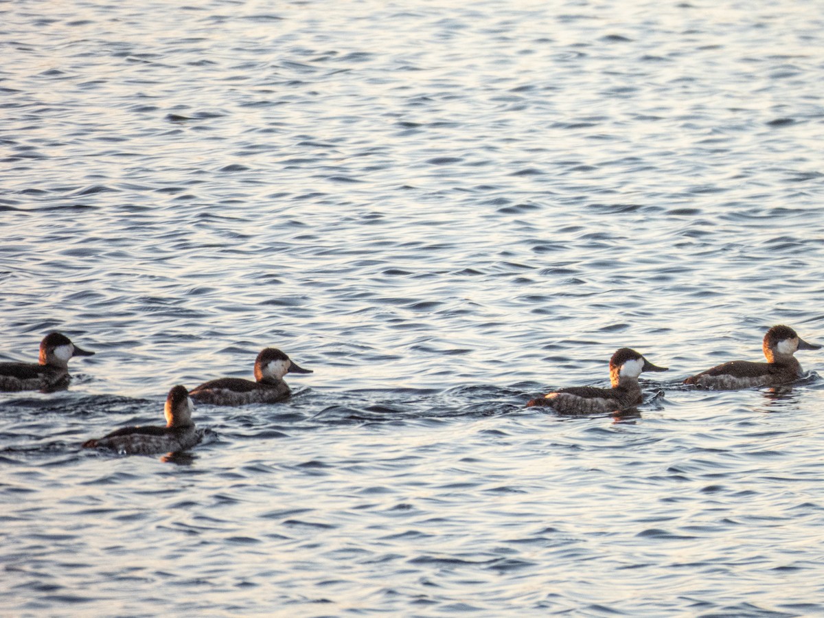 Schwarzkopf-Ruderente - ML645988681