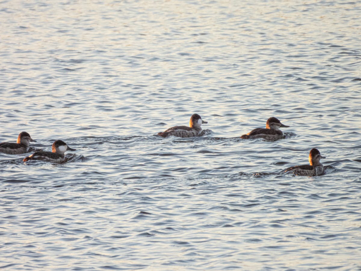 Schwarzkopf-Ruderente - ML645988682