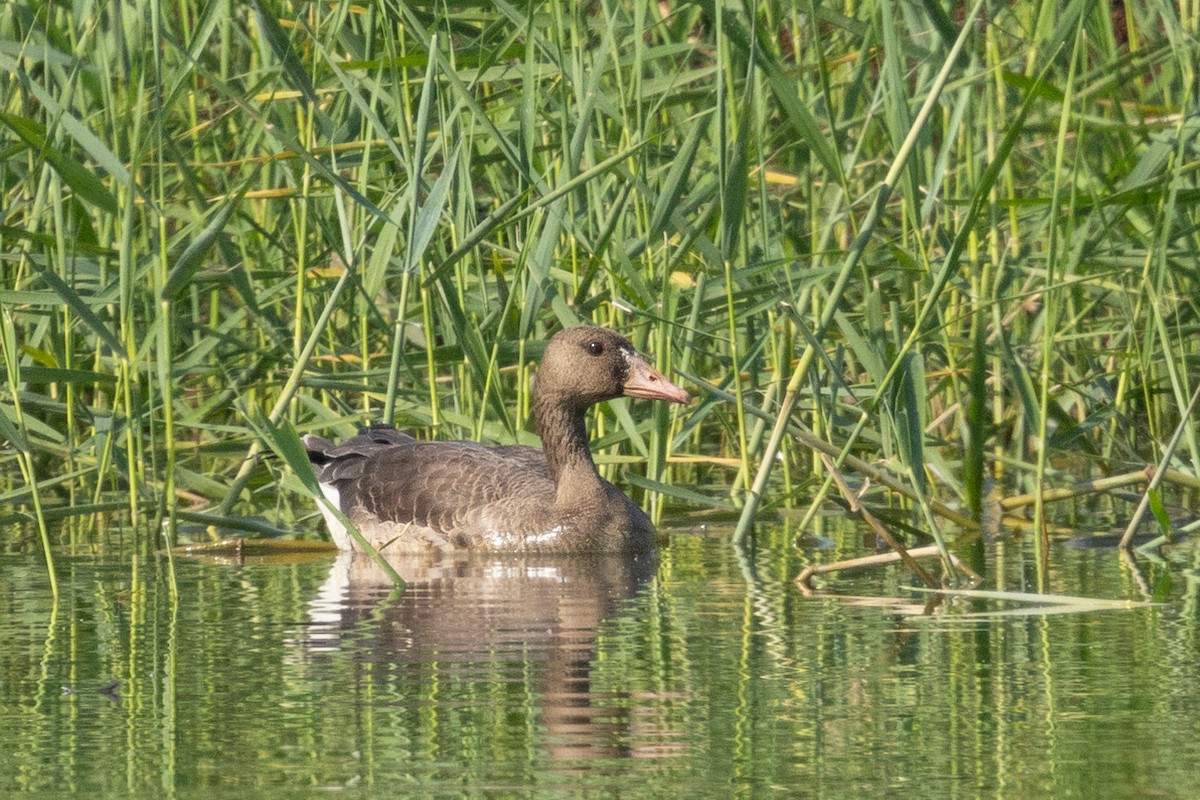 Greater White-fronted Goose - ML645988685