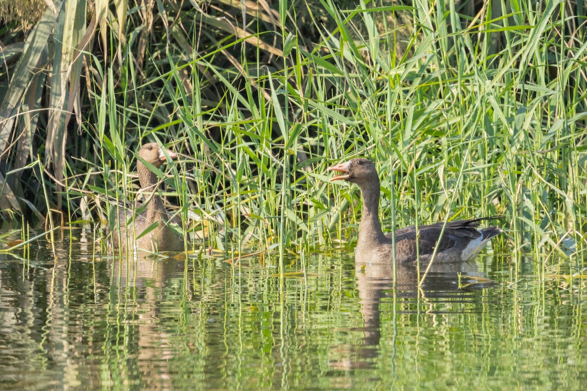 Greater White-fronted Goose - ML645988686