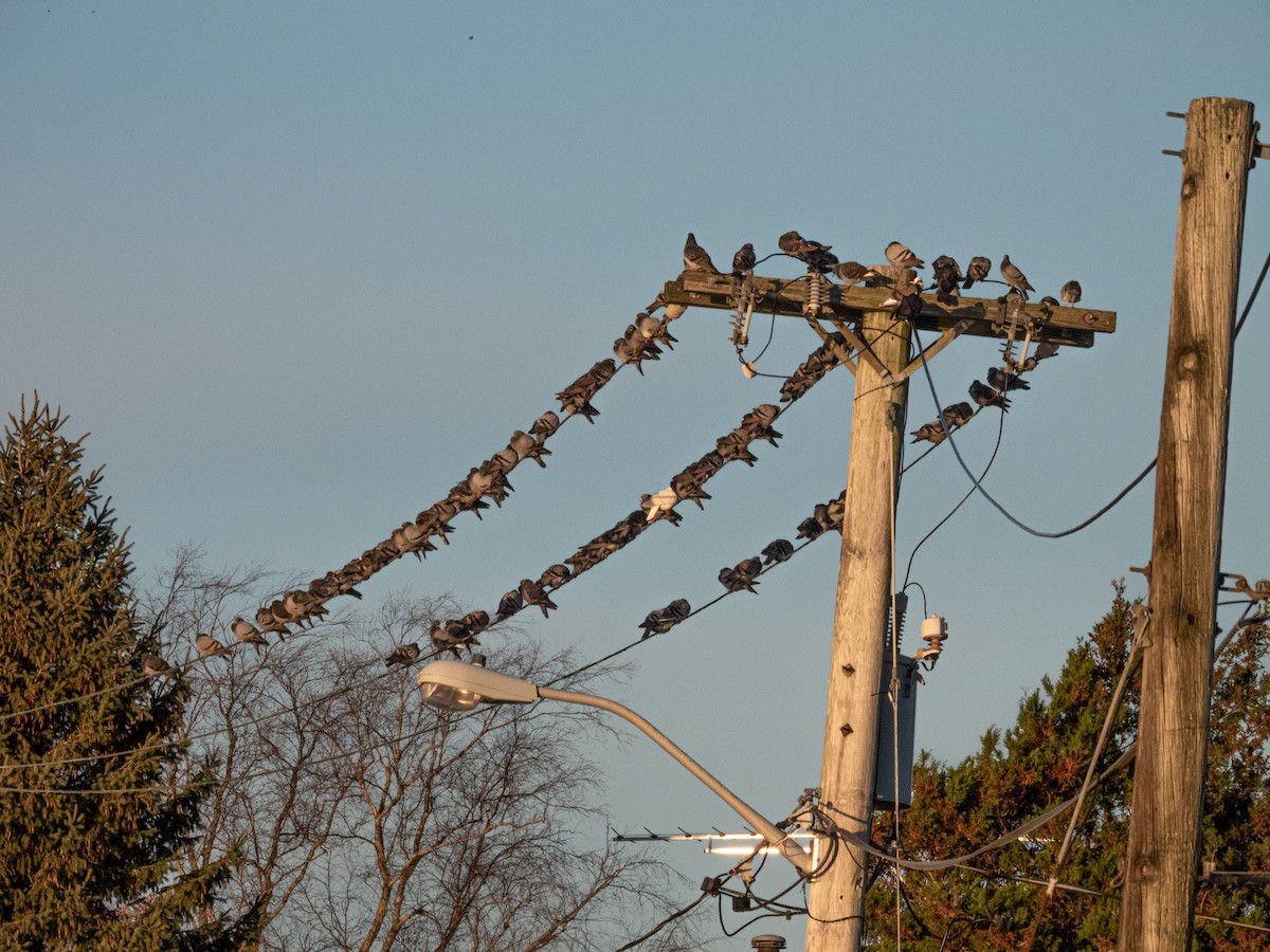 Rock Pigeon (Feral Pigeon) - ML645988687