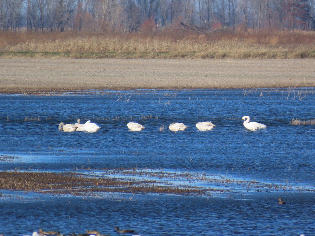 Trumpeter Swan - ML645988688
