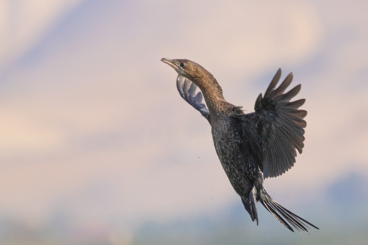 Баклан малий - ML645988691