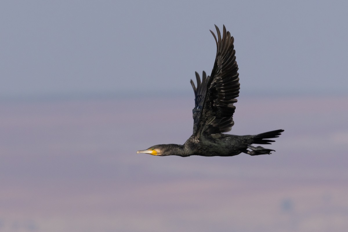 Great Cormorant - ML645988693