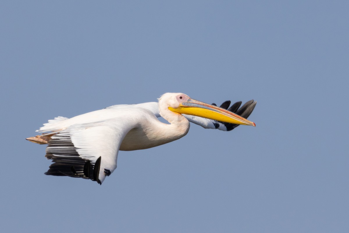 Great White Pelican - ML645988694