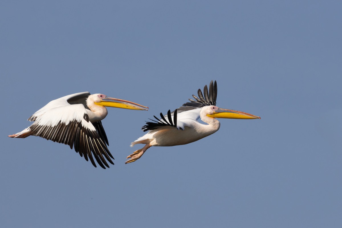 Great White Pelican - ML645988696