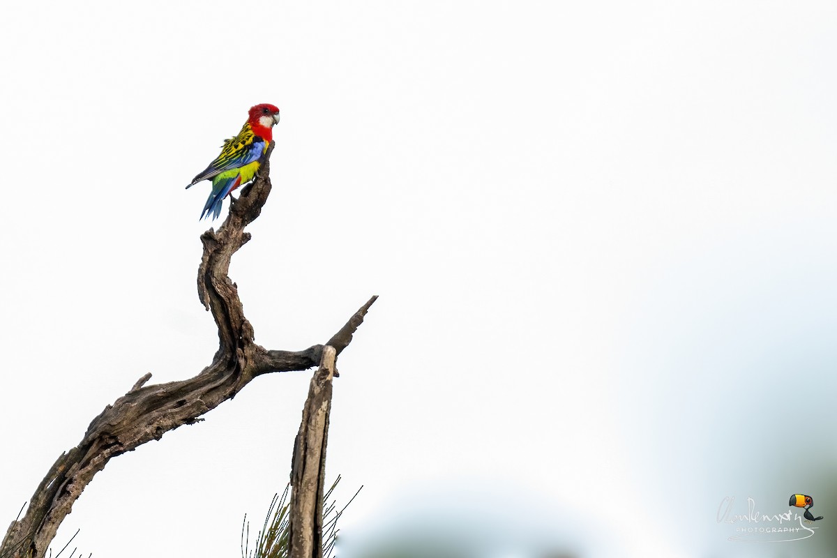 Eastern Rosella - ML645988697