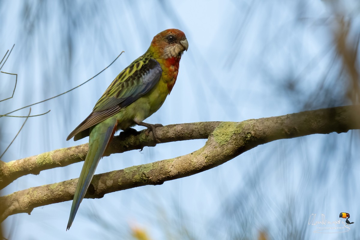 Eastern Rosella - ML645988698