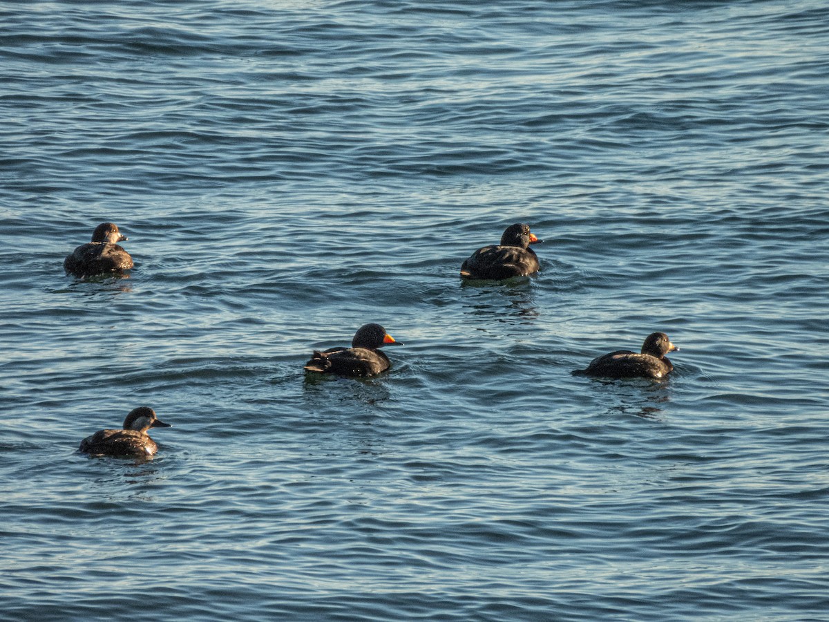 Black Scoter - ML645988720