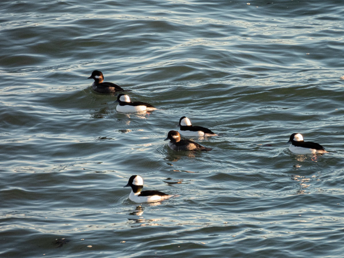 Bufflehead - ML645988723