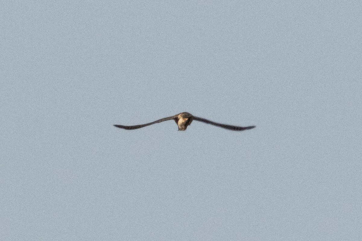 Merlin - ML645988726