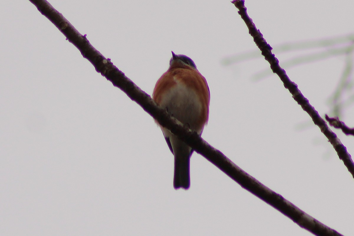 Rotkehl-Hüttensänger - ML645988729