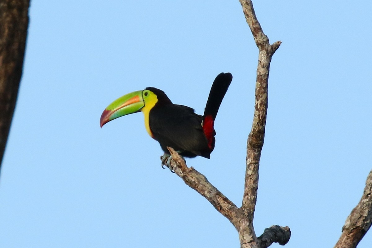 tukan středoamerický - ML645988730