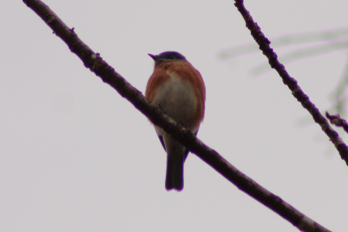 Rotkehl-Hüttensänger - ML645988731