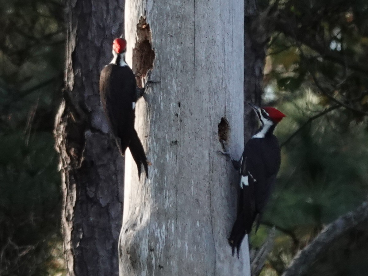 datel chocholatý - ML645988732