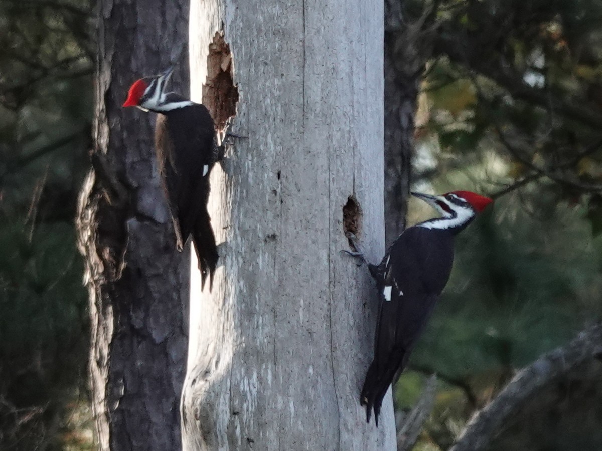 datel chocholatý - ML645988733