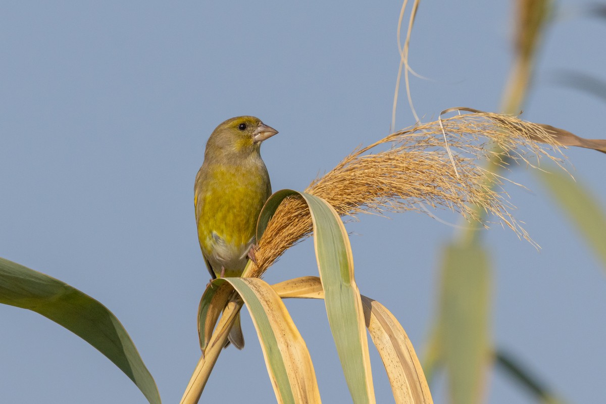 European Greenfinch - ML645988734