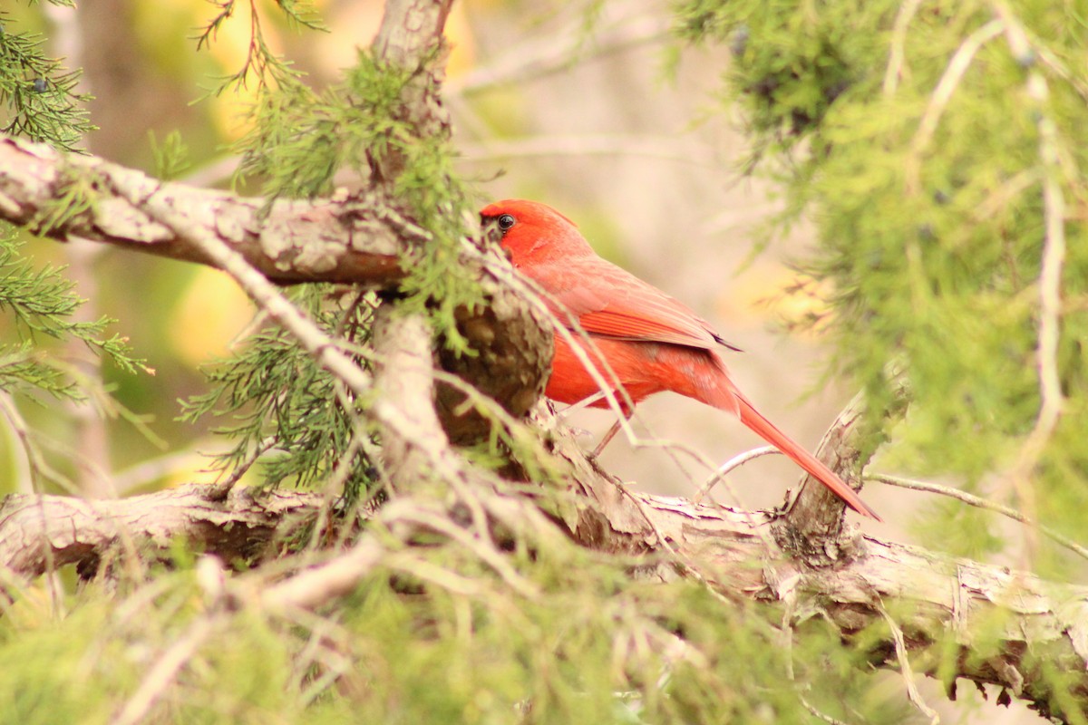 ショウジョウコウカンチョウ - ML645988735