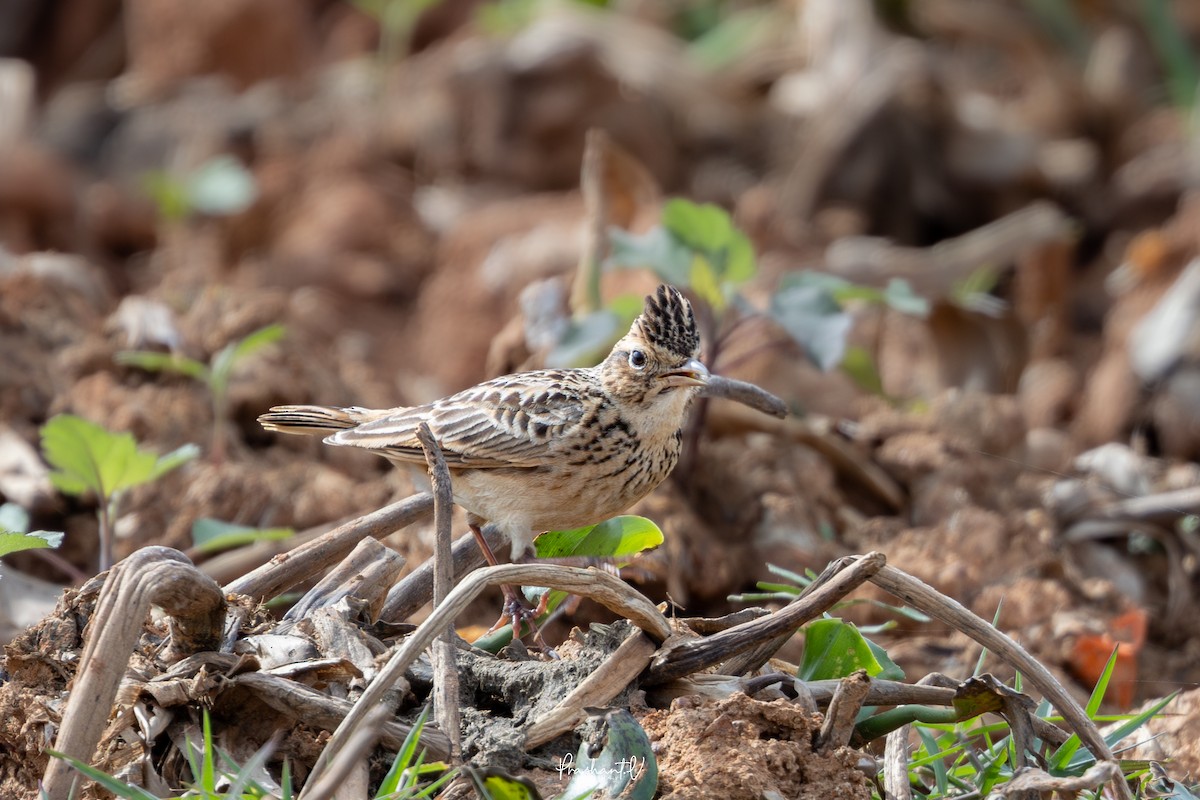 タイワンヒバリ - ML645988736