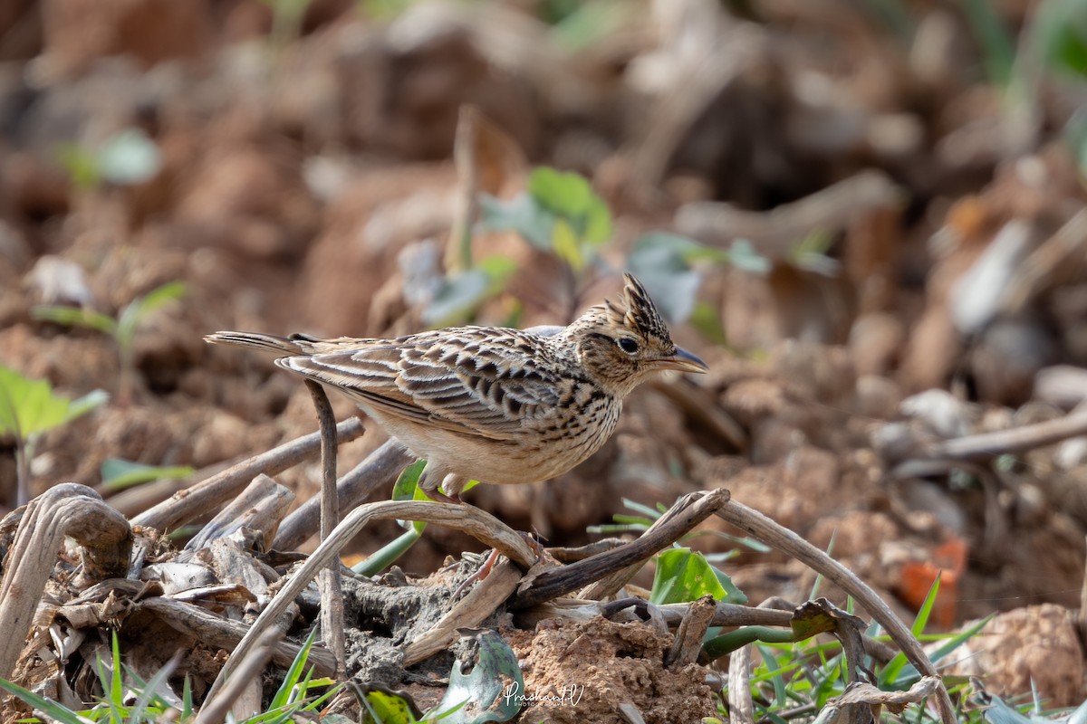 タイワンヒバリ - ML645988737