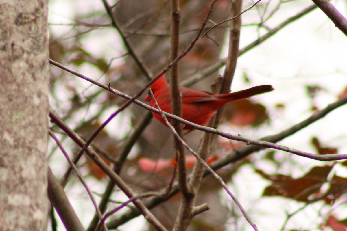 ショウジョウコウカンチョウ - ML645988739