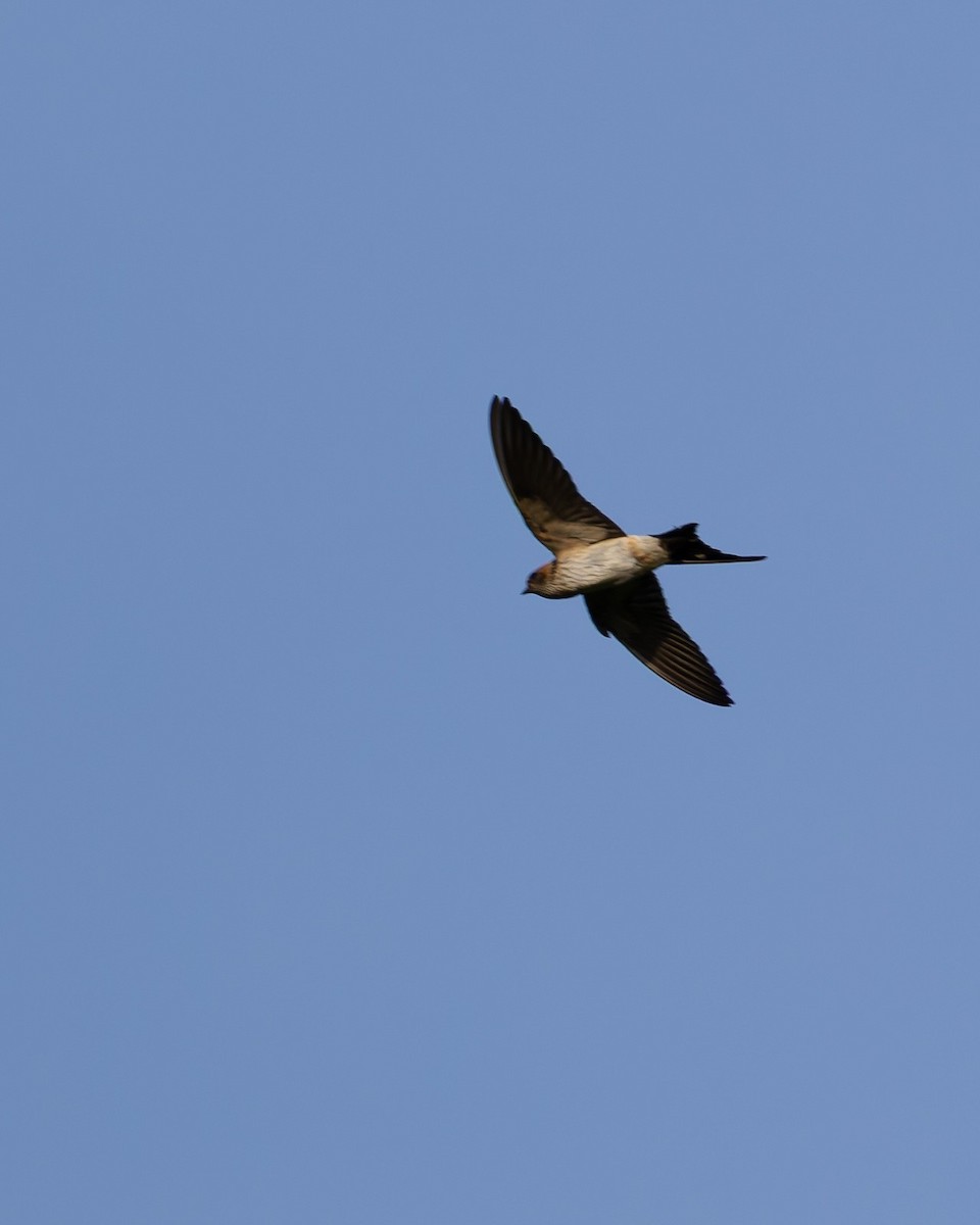 Eastern Red-rumped Swallow - ML645988751