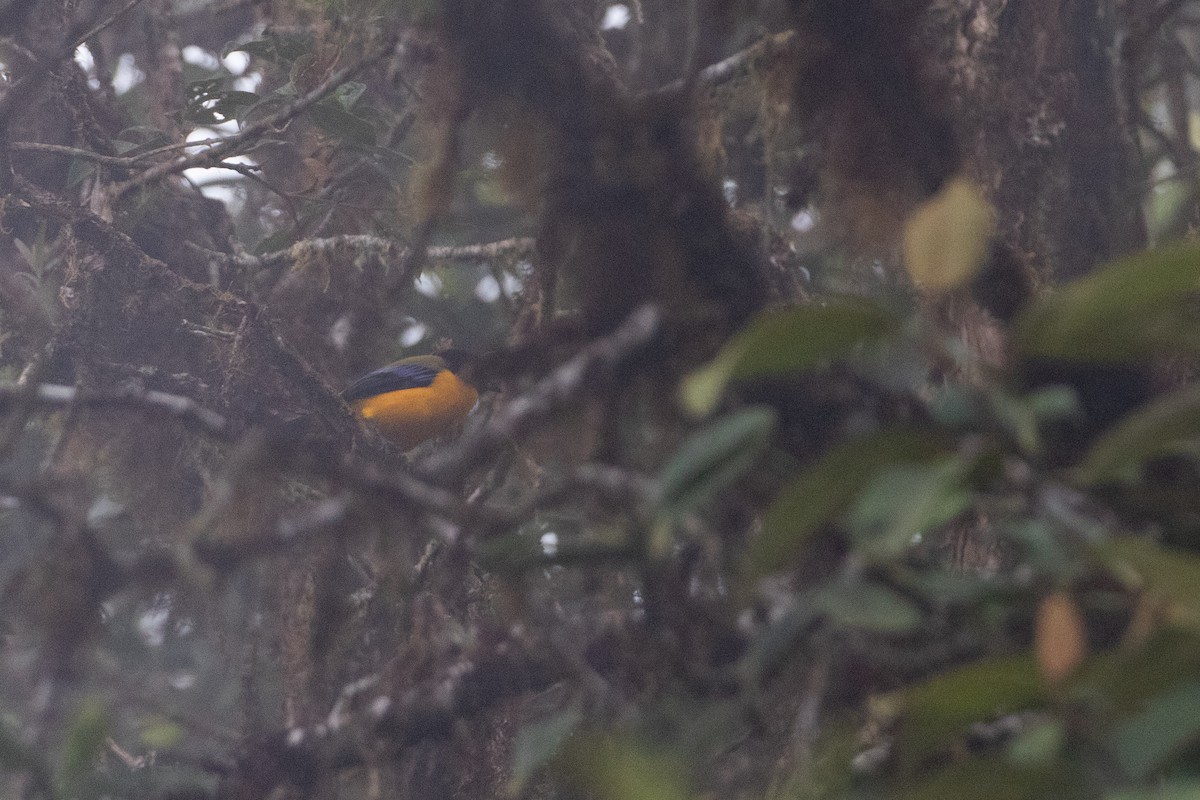 Tangara Barbinegra - ML645988754