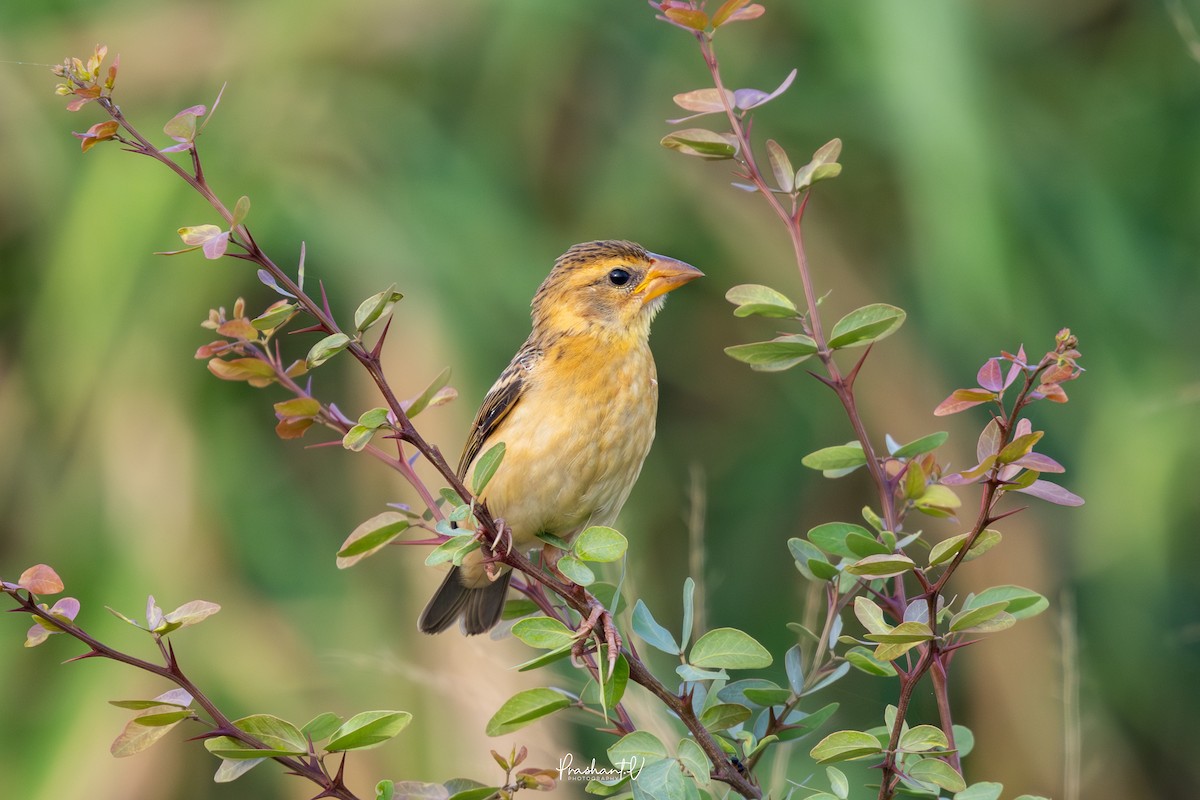 キムネコウヨウジャク - ML645988755