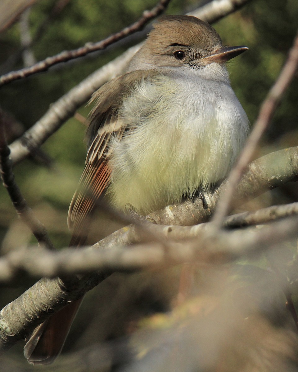 Ash-throated Flycatcher - ML645988759