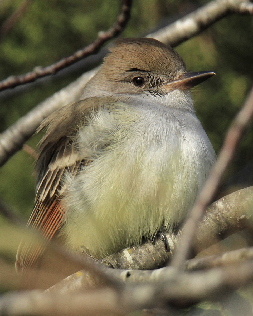 Ash-throated Flycatcher - ML645988760