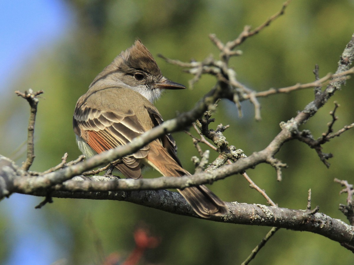 Ash-throated Flycatcher - ML645988761