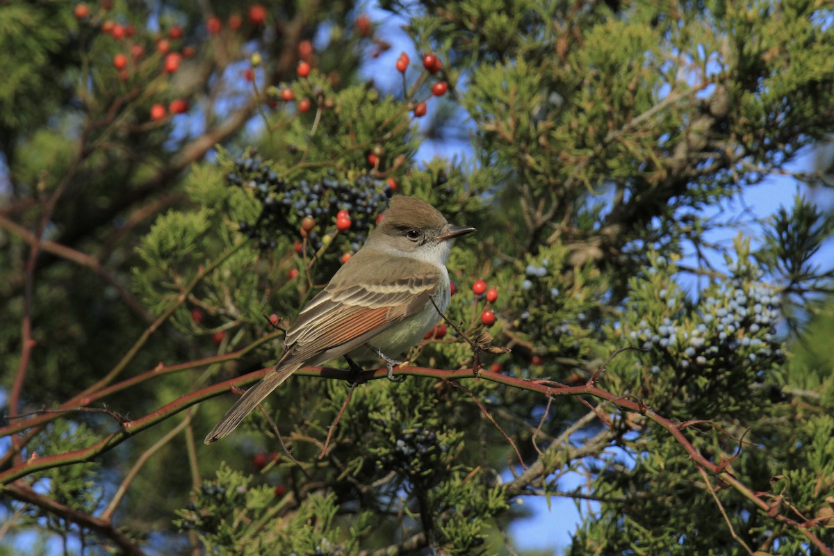 Ash-throated Flycatcher - ML645988762