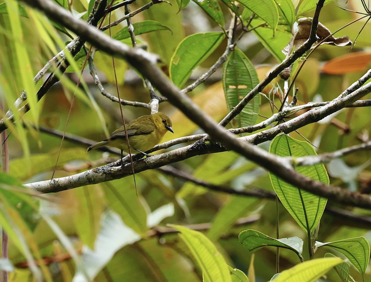 Black-and-yellow Tanager - ML645988763