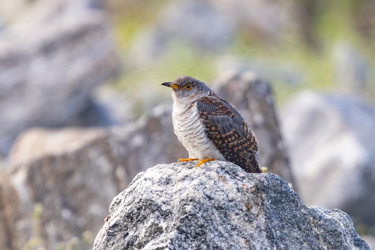 カッコウ - ML645988764