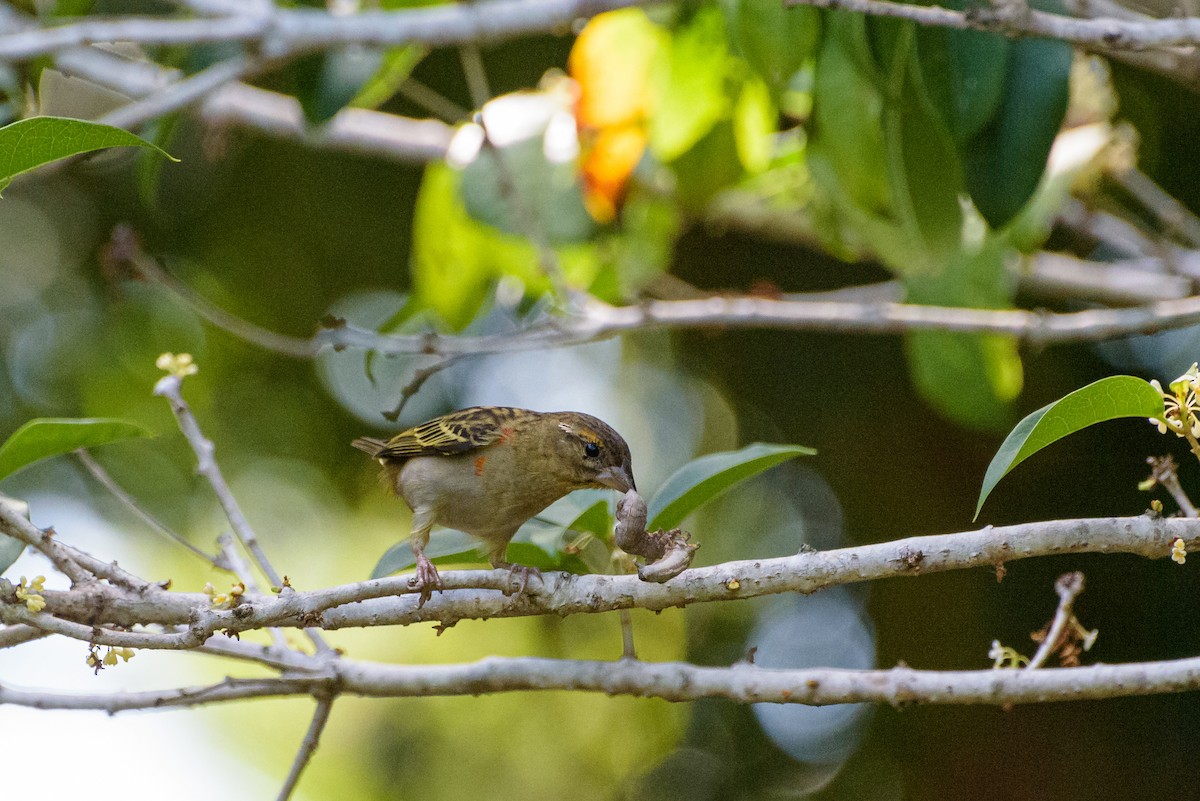 Red Fody - ML645988766